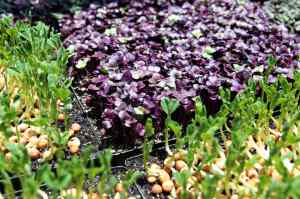 microgreens